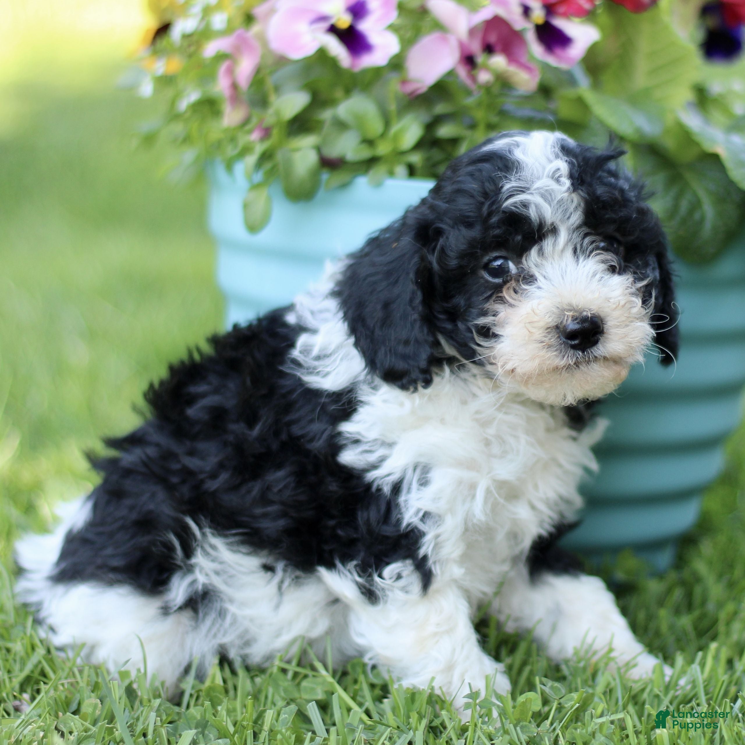 Cavapoo dogs for sale: Lucas  - Ad 3