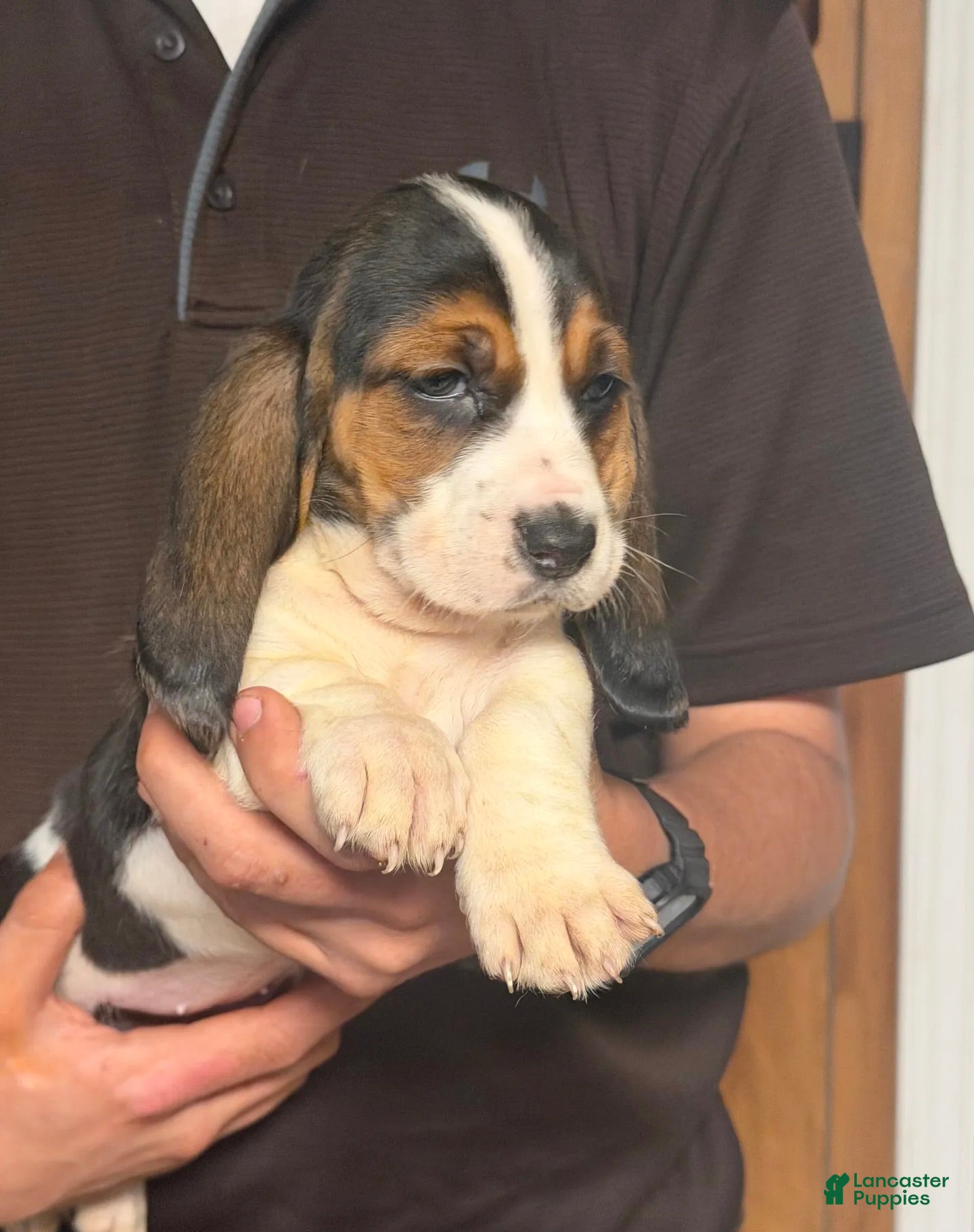 Basset Hound dogs for sale: Lizzy Girl - Ad 3