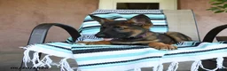 German Shepherd dogs for sale: Gretel - Ad 4