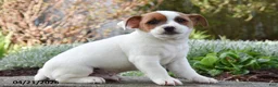 Jack Russell Terrier dogs for sale: Jupitor - Ad 2