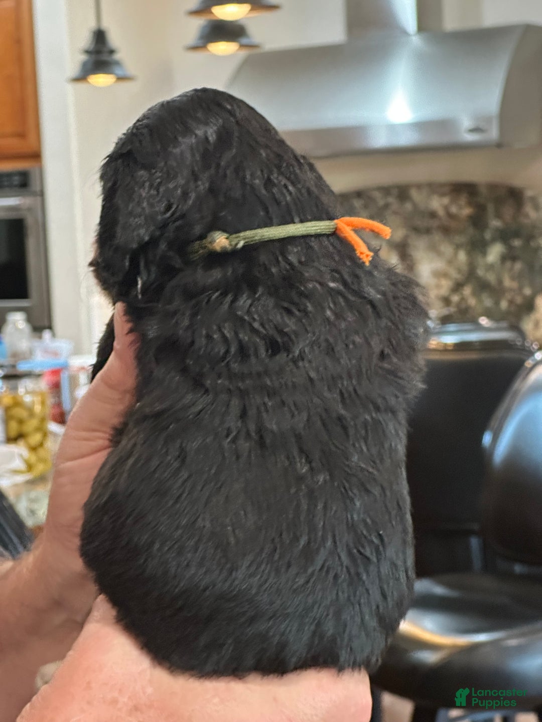 Mixed Breed dogs for sale: male # 3 English Shepherd Doodle  - Ad 4