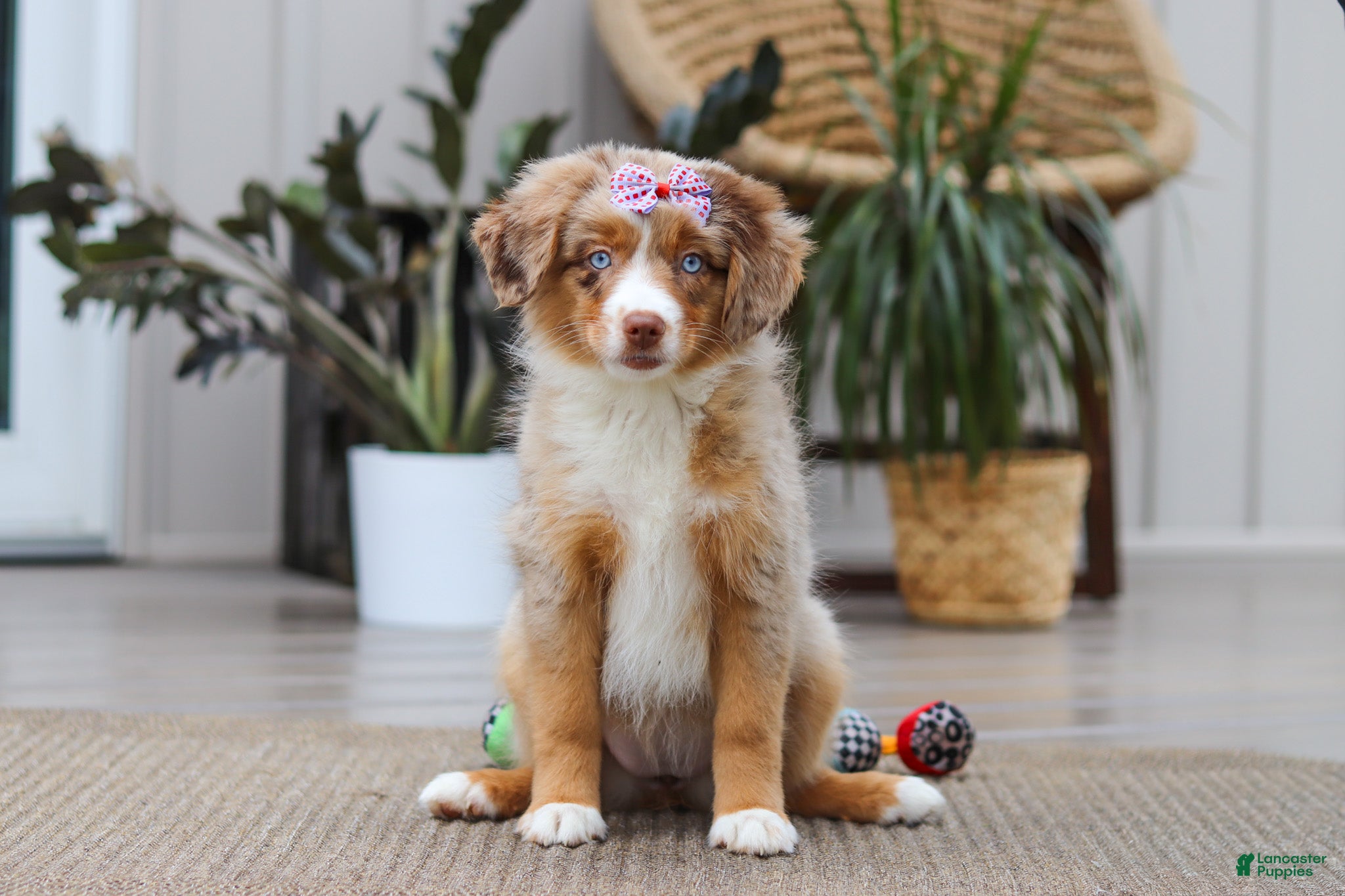 Australian Shepherd dogs Juniper - Ad 1