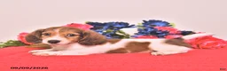 Miniature Dachshund dogs for sale: Watson - Ad 3