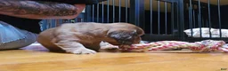 Miniature Dachshund dogs for sale: Deuce - Ad 19
