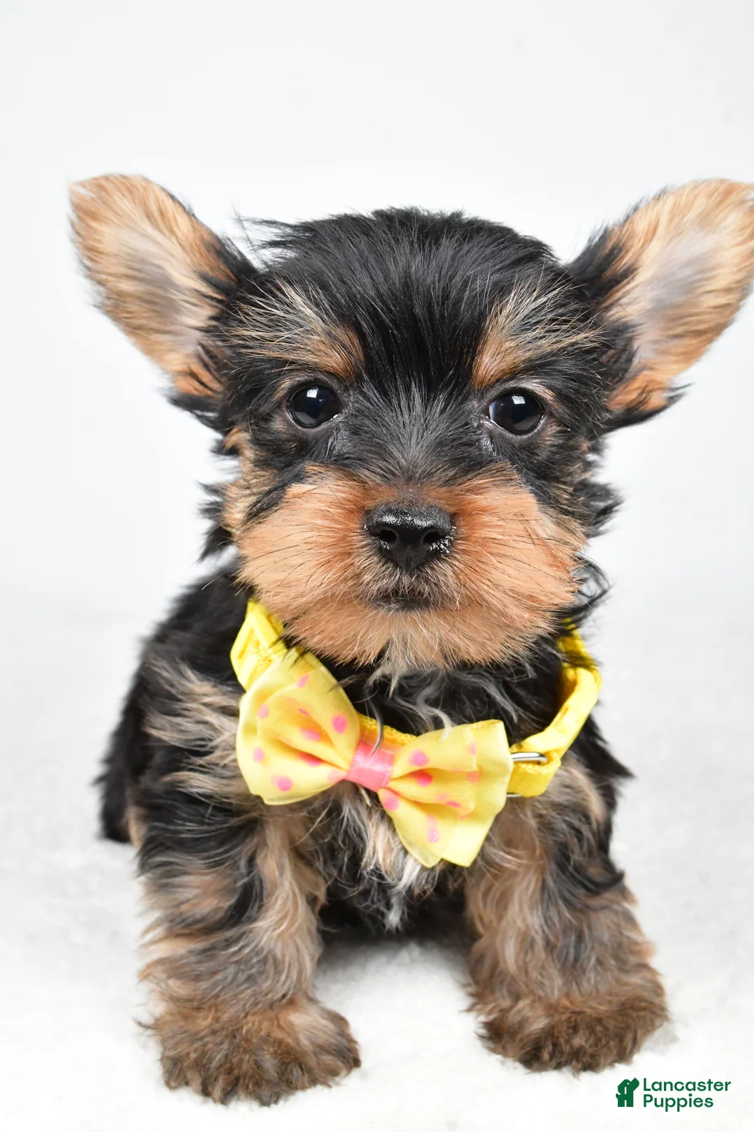 Yorkshire Terrier dogs for sale: Tyler - Ad 6