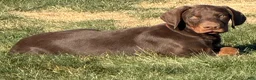 Doberman Pinscher dogs for sale: Doberman Pinscher Puppy 1 - Ad 1