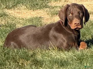 Doberman Pinscher dogs for sale: Doberman Pinscher Puppy 1 - Ad 2