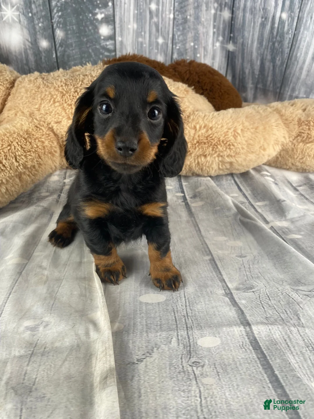 Miniature Dachshund dogs for sale: Willow - Ad 9