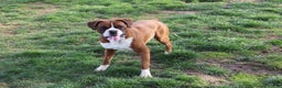Boxer dogs for sale: Dolly - Ad 6