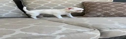 Chihuahua dogs for sale: Princess  - Ad 5