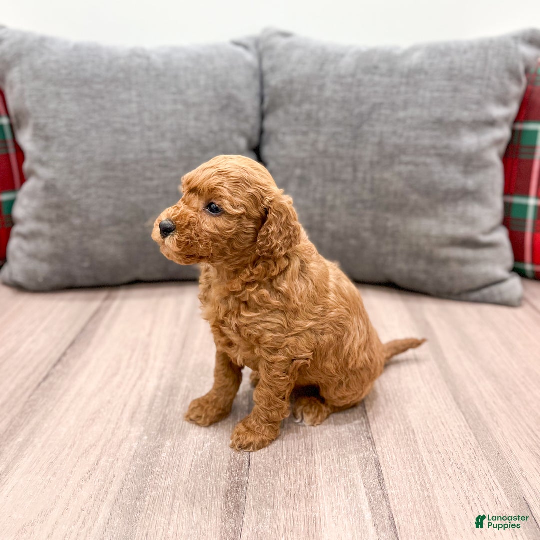 Mini Goldendoodle dogs for sale: Misty - Ad 6