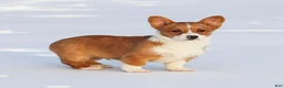 Welsh Corgi Pembroke dogs for sale: Kadin Welsh Corgi Pembroke - Ad 3