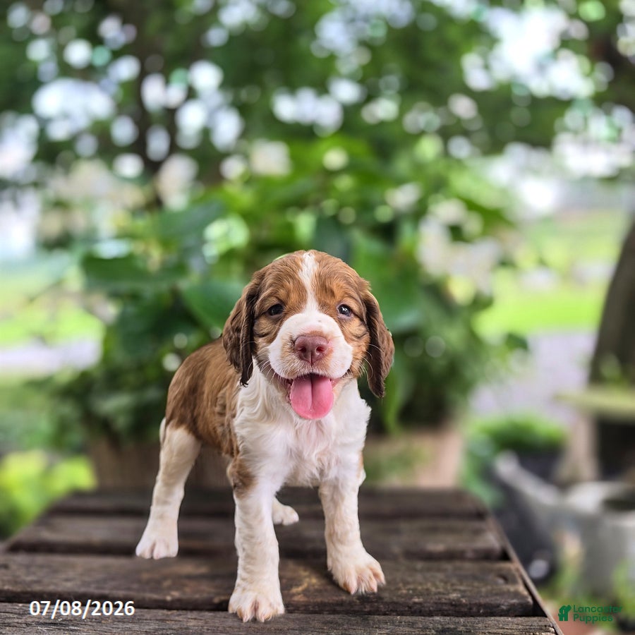 English Springer Spaniel dogs Hazel - Ad 2