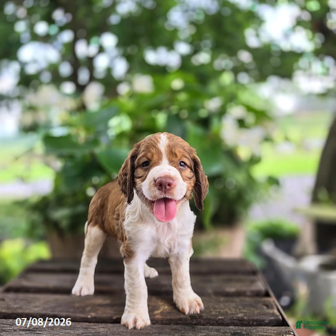 English Springer Spaniel dogs for sale: Hazel - Ad 2