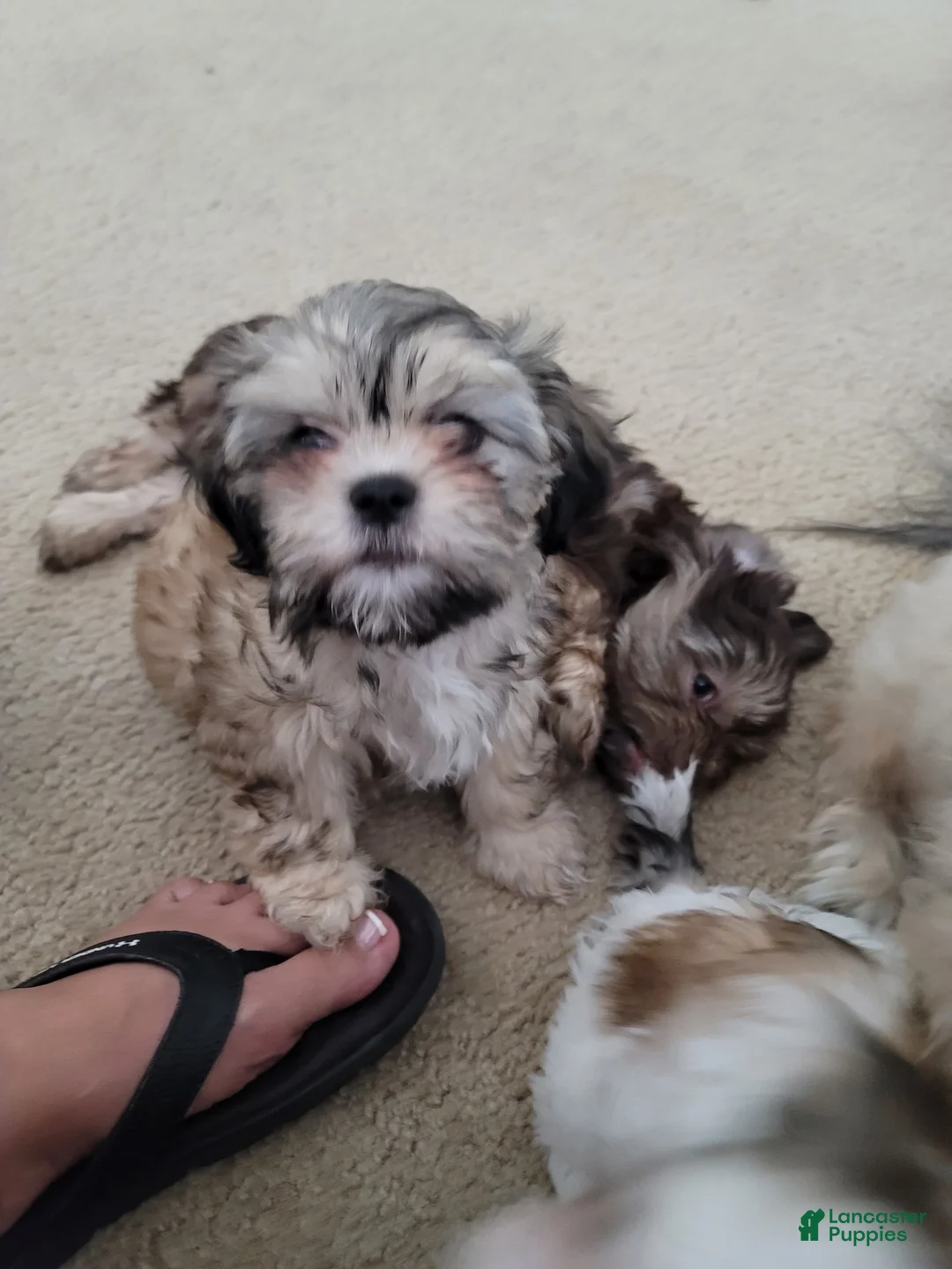 Shorkie dogs for sale: SUGAR - Ad 6