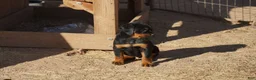 Rottweiler dogs for sale: Rottweiler F2 - Ad 8