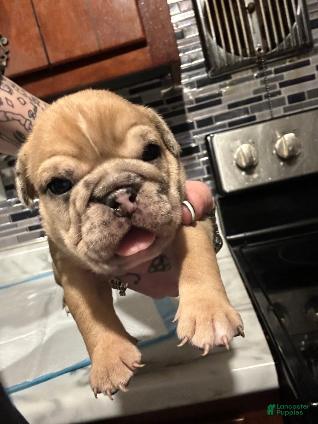 English Bulldog dogs for sale: Blue Fawn Merle Girl  - Ad 1