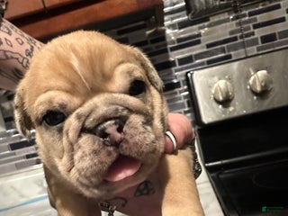 English Bulldog dogs Blue Fawn Merle Girl - Ad 18