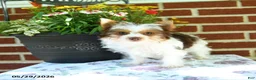 Yorkshire Terrier dogs for sale: Winnie - Ad 3