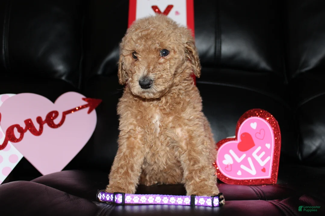 Standard Poodle dogs for sale: Snugs - Ad 2