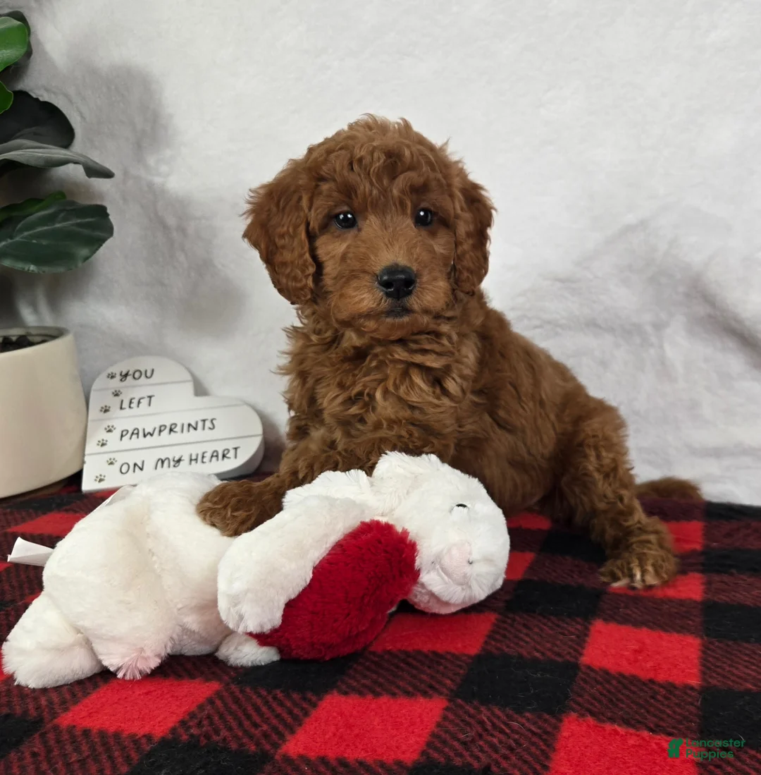Mini Goldendoodle dogs for sale: Gabby - Ad 2