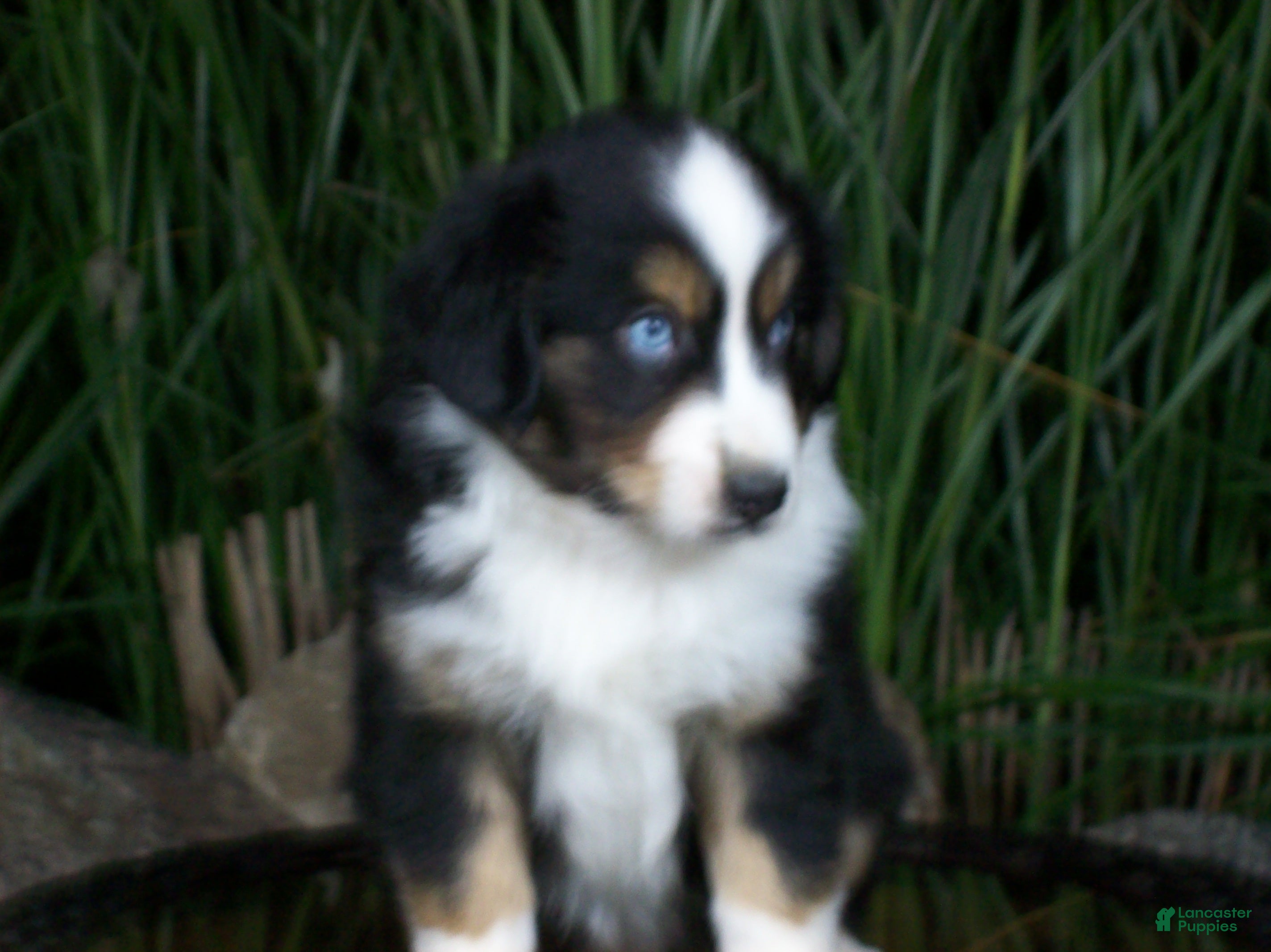 Miniature Australian Shepherd dogs Romeo - Ad 2