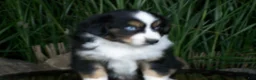 Miniature Australian Shepherd dogs for sale: Romeo - Ad 2