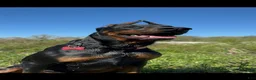 Mixed Breed dogs for sale: Brown Sugar - Ad 5