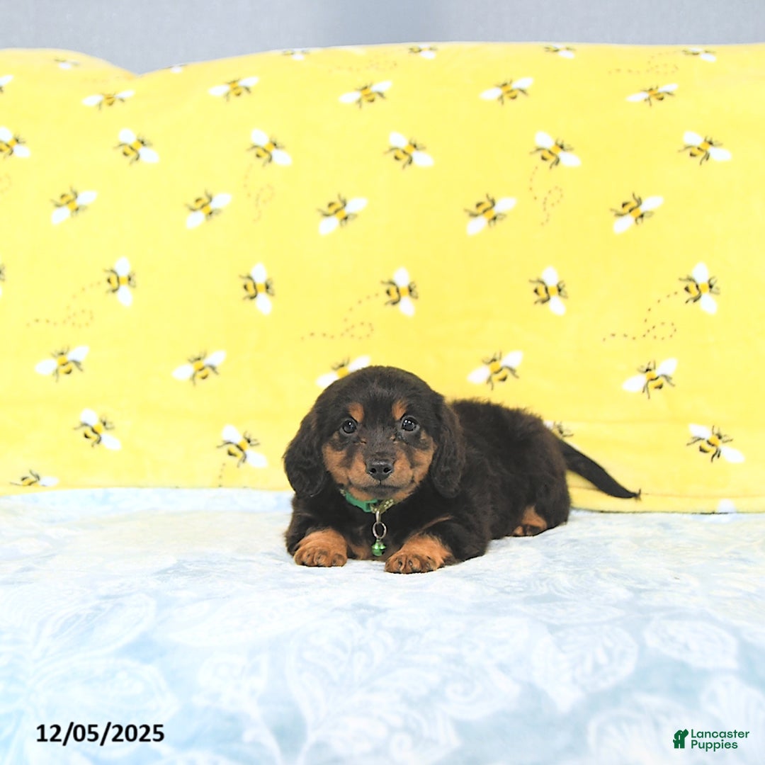 Miniature Dachshund dogs for sale: Prince   - Ad 4