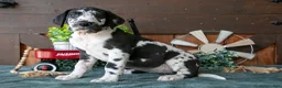 Great Dane dogs for sale: Lady - Ad 3