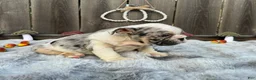 English Bulldog dogs for sale: Goretti - Ad 4