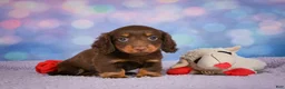 Miniature Dachshund dogs for sale: AKC JOY - Ad 9
