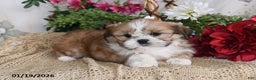 Shih Tzu dogs for sale: Tanner - Ad 4