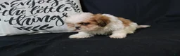Shih Tzu dogs for sale: Buddy - Ad 10