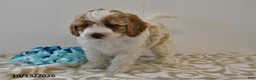 Mini Goldendoodle dogs for sale: Bo  - Ad 4