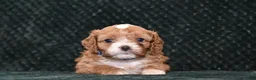 Cavapoo dogs for sale: Jayson - Ad 21