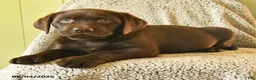 Labrador Retriever dogs for sale: Mozart - Ad 3