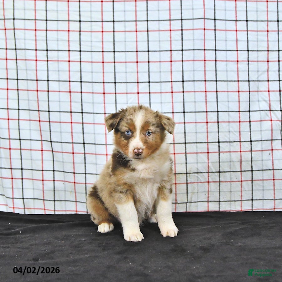 Australian Shepherd dogs Pearl - Ad 1