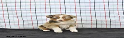 Australian Shepherd dogs for sale: Pearl - Ad 1