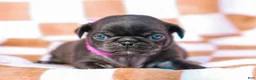 Pug dogs for sale: Emberly - Ad 1