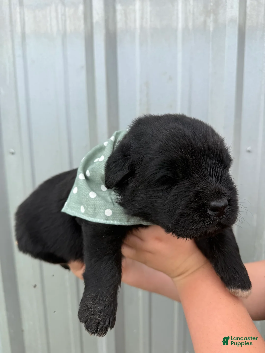 Newfoundland dogs for sale: Newfoundland Green Male  - Ad 2