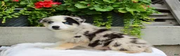 Mixed Breed dogs for sale: Leonard  - Ad 4