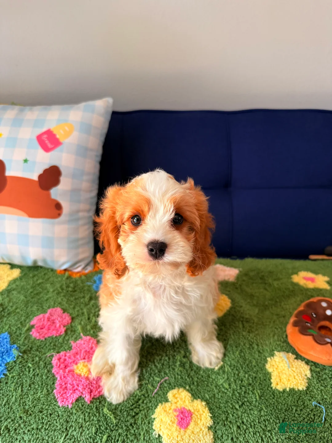 Cavapoo dogs for sale: Cavapoo Puppy 3 - Ad 1