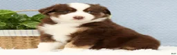 Miniature Australian Shepherd dogs for sale: Rusty - Ad 1