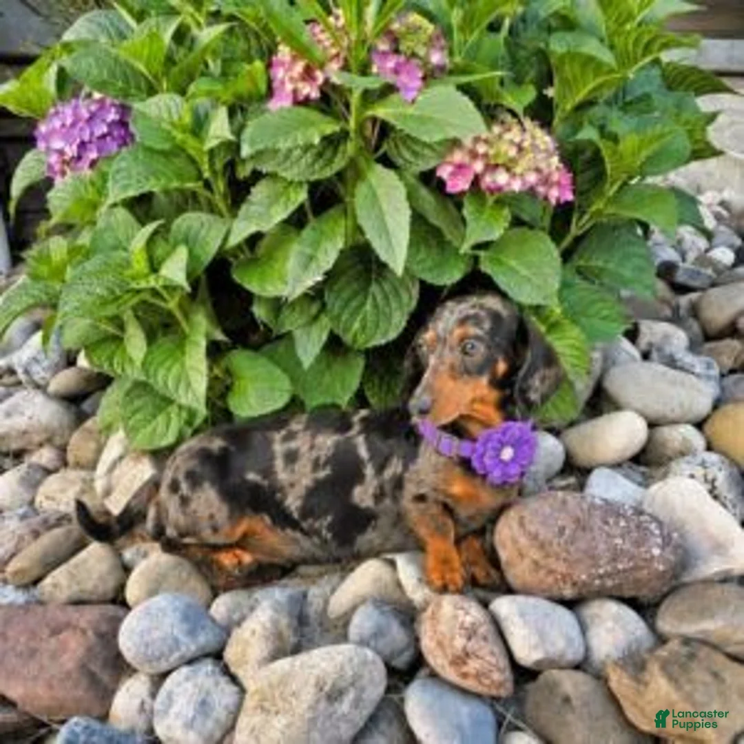 Miniature Dachshund dogs for sale: Mindy - Ad 2