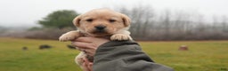 Labrador Retriever dogs for sale: Bella - Ad 1