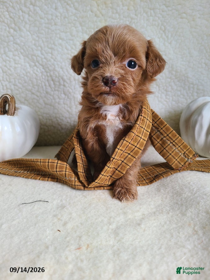 Lhasapoo dogs Cody - Ad 1