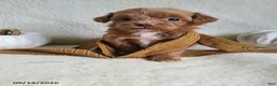 Lhasapoo dogs for sale: Cody - Ad 1
