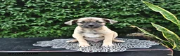 Mixed Breed dogs for sale: Casper - Ad 5