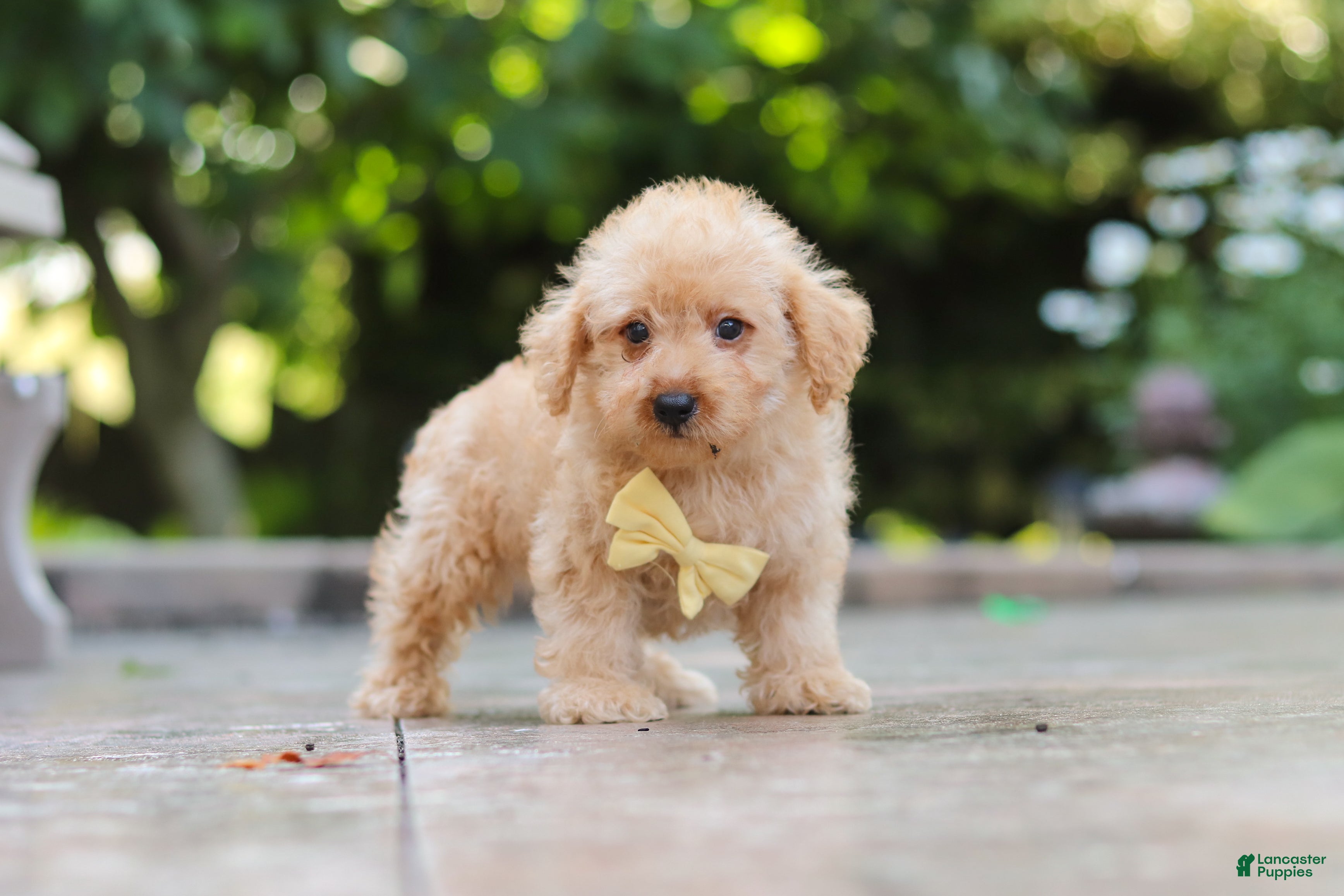 Schnoodle dogs Scout - Ad 1